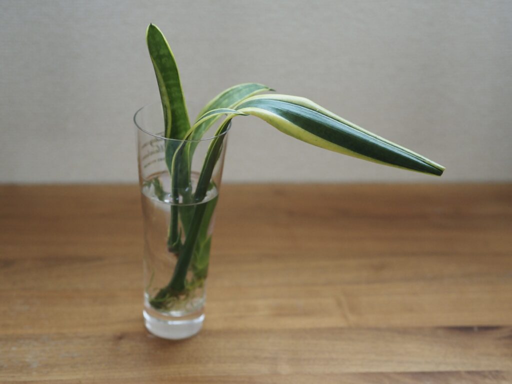 サンスベリア